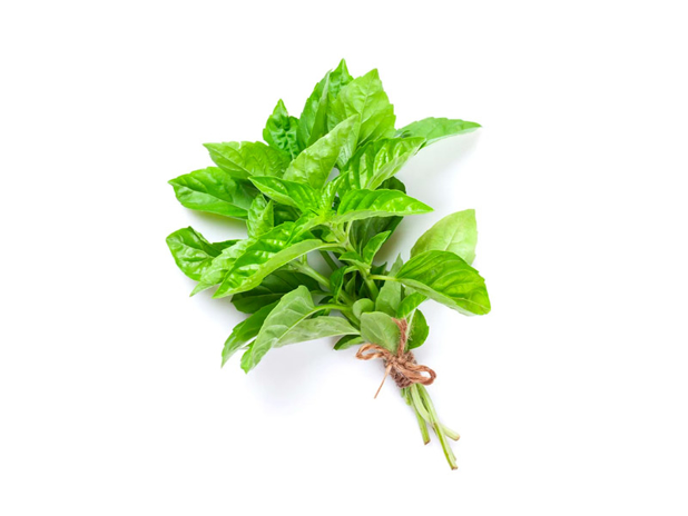 Basil Bunch